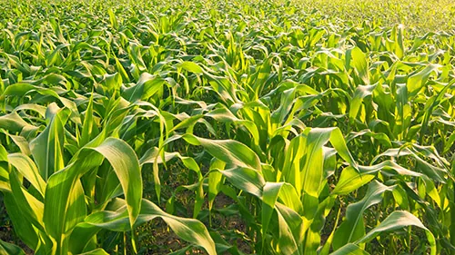 Corn field in early morning light